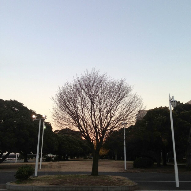 Sunset tree